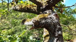 Tiere im Bopparder Hamm